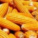 Indonesia Masih Impor Jagung Rp 38 T Negara Ini Jadi Penyumbang Terbesar