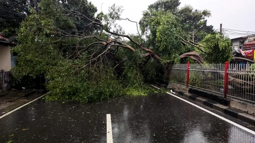 Pohon Tumbang di Bogor Menimpa Pemotor 2 Orang Luka Parah