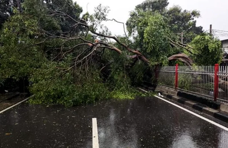 Pohon Tumbang di Bogor Menimpa Pemotor 2 Orang Luka Parah